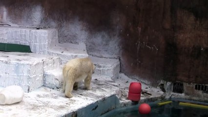 極端な空腹のクマ - 動物園で厳しい食べ物