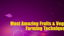 Most Amazing Fruits & Vegetables Farming!