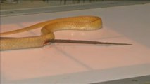 Veterinarios salvan a una cobra atravesada por una flecha en la India