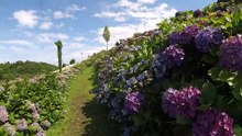 かざはやの里の一面の紫陽花　三重県