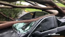 Terrifying sight as car found crushed by fallen tree