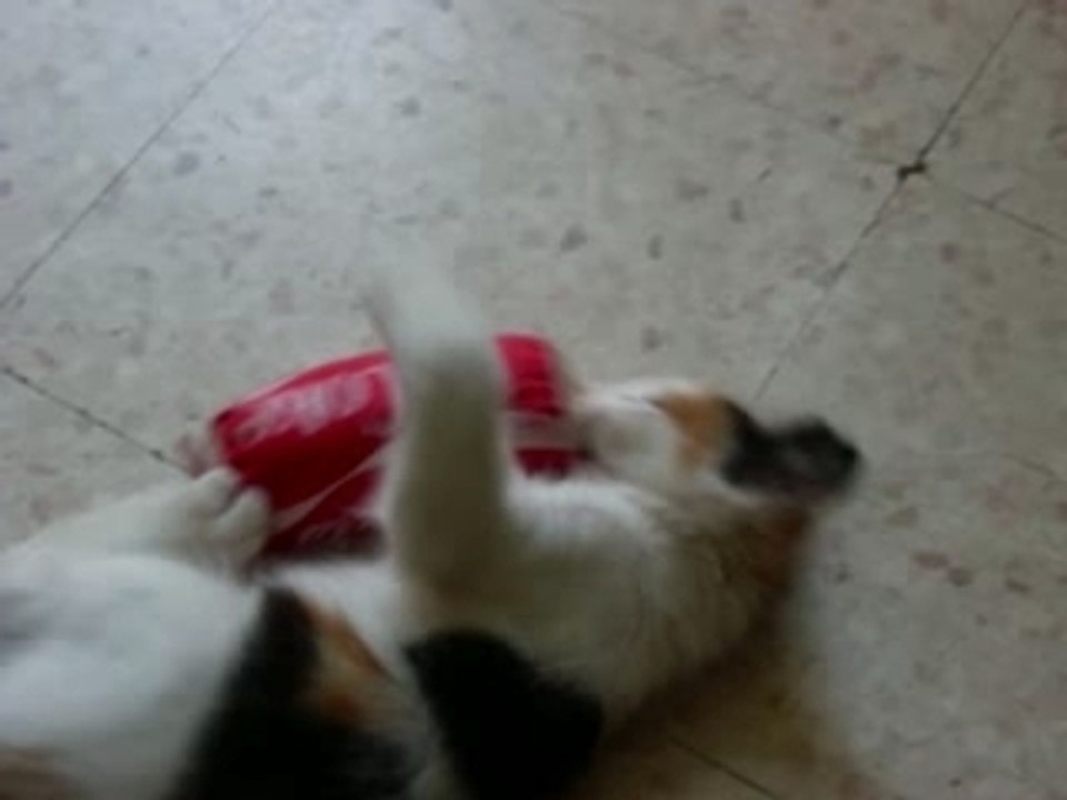 Chipie