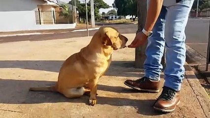 Cachorrinha que ajuda dono a carregar as compras chama a atenção em Cascavel