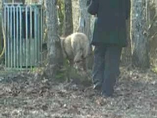 Charly prmomène sa soeur à 2 pattes Audrey