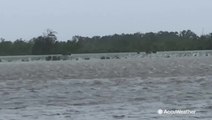 Wild hogs escape Barry's flooding on overtopped levee