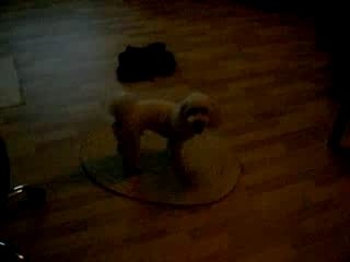 Mon chien qui s'amuse