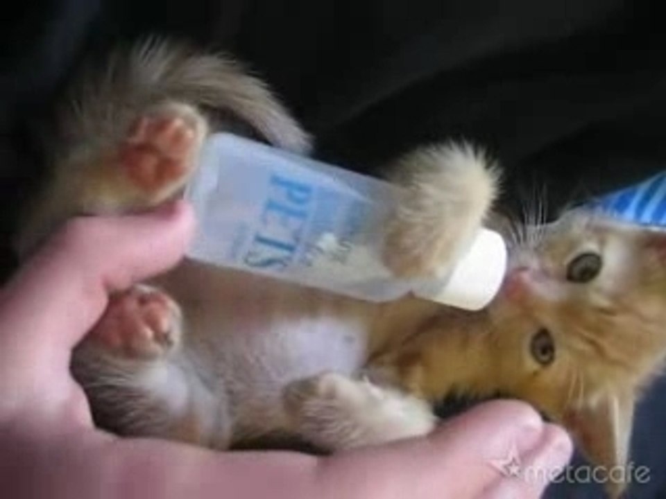 Un amour de chaton