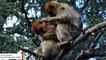 For First Time, Endangered Monkeys Observed 'Consoling' An Injured Juvenile From Another Group