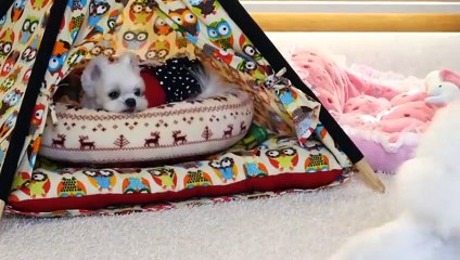 울진출장안마 -후불100%ョØ7ØS7333S9649｛카톡LGT010｝ 울진전지역출장안마 울진오피걸 울진출장마사지 울진안마 울진출장마사지 울진콜걸샵こごさ