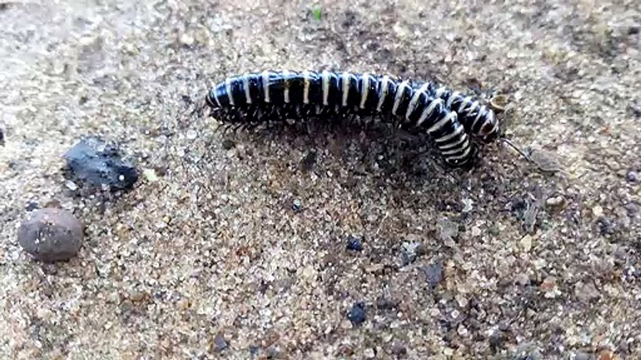 millipede meeting video.
