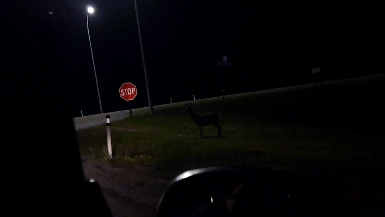 MCH 128 CAN YOU SPOT THE BIG BUCK DEER.INNISFAIL ALBERTA CANADA.