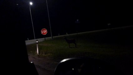 MCH 128 CAN YOU SPOT THE BIG BUCK DEER.INNISFAIL ALBERTA CANADA.