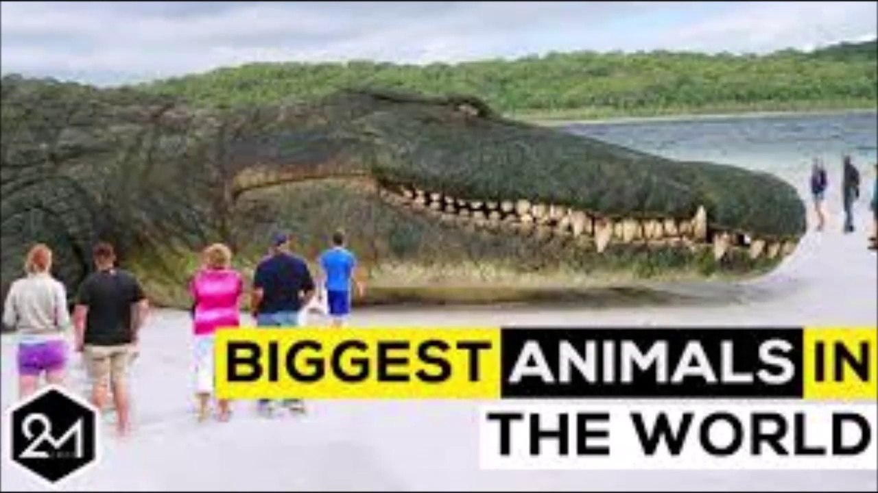 top 10 biggest animal in the world// hindi // - video Dailymotion