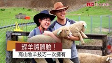 清境趕羊嗨體驗！ 來當高海拔牧羊人