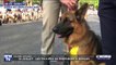 14-Juillet: 80 chiens du régiment cynotechnique vont défiler sur les Champs-Élysées