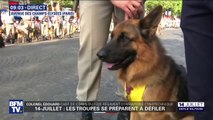 14-Juillet: 80 chiens du régiment cynotechnique vont défiler sur les Champs-Élysées