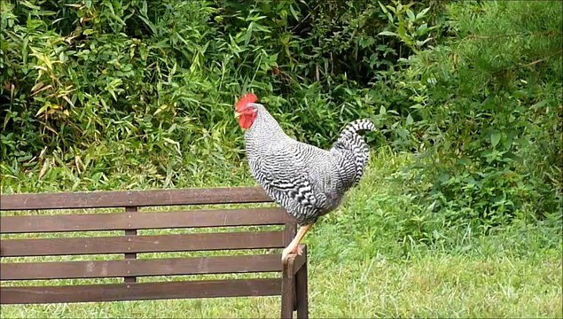 Road Runner Crowing - Our rooster named Road Runner is crowing cock-a-doodle-doo!