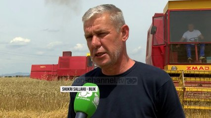 Kosova, më pak grurë/ Përgjysmohet sipërfaqja e tokës së mbjellë