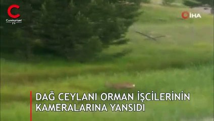 Ceylan orman işçilerinin kameralarına böyle yakalandı
