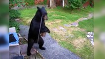 Quand ton chien défend ton jardin contre un ours