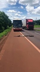 Un énorme serpent traverse la route et bloque la circulation