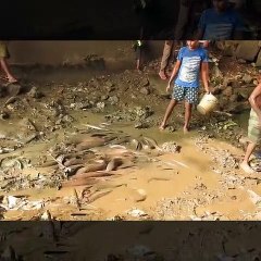HUGE CATFISH FISHING FOR FOOD IN MUD WATER with BAREHAND FISHING