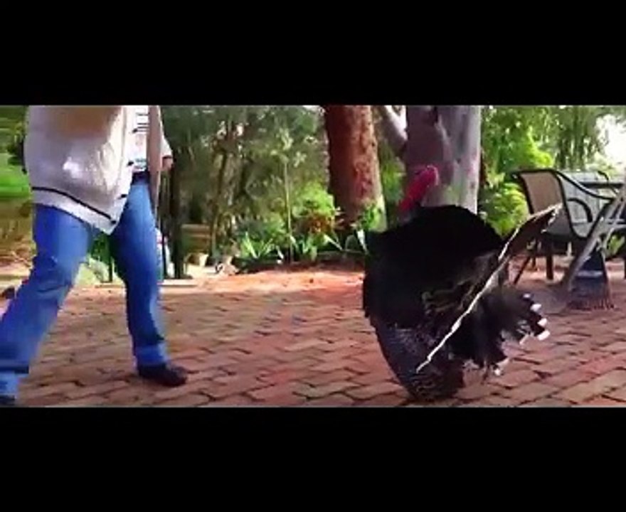 Funniest Animals Scaring People Reactions of 2019 Weekly Compilation  Funny Pet Videos