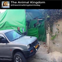 The Man Use Big Snake To Tame Furious Dog