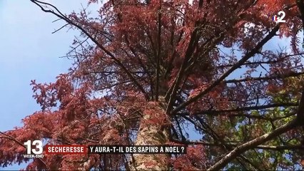 Sécheresse : dans les Vosges, les sapins meurent de soif