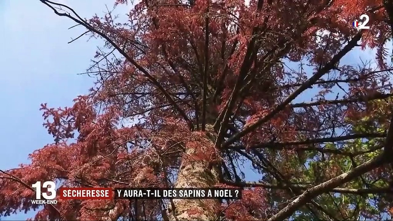 Sécheresse : dans les Vosges, les sapins meurent de soif
