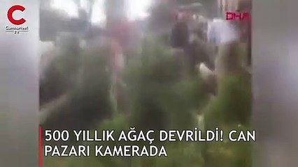 500 yıllık ağaç devrildi! Çok sayıda yaralı var