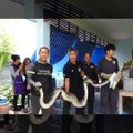 Python Swallows and Then Vomits Whole Pet Cat in Thailand