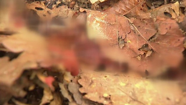 서울 수락산 산책로에 멧돼지 출몰...4마리 사살 / YTN