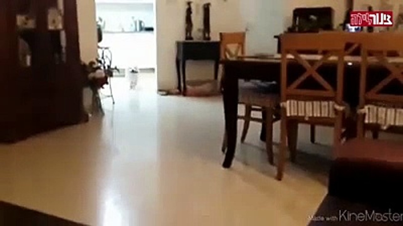 AH AH AH Mitico il cagnolino