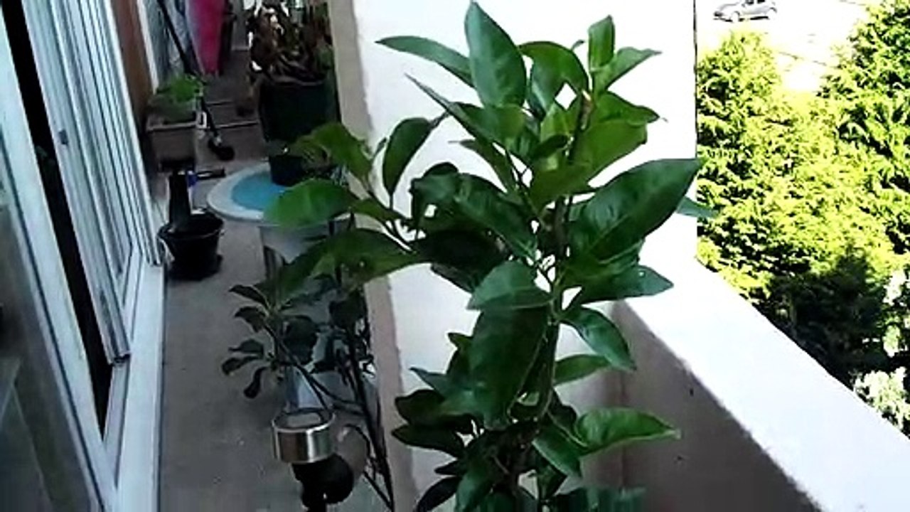 Mon clementinier retour sur le balcon.