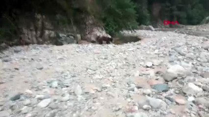 Giresun Boz ayı görüldüğü yerde, 3 gün sonra vurulmuş halde bulundu-2