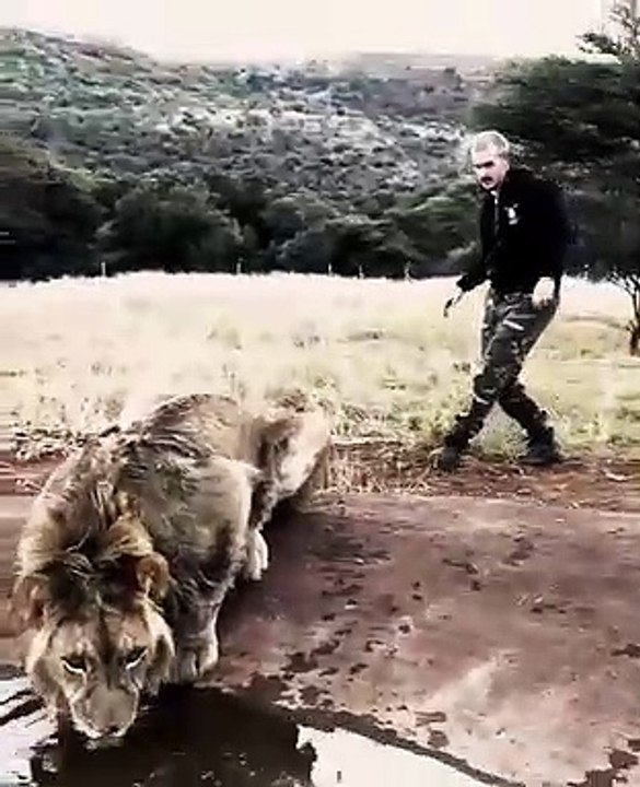 Hallucinant ! Cet homme va faire quelque chose d'extraordinaire à un lion.