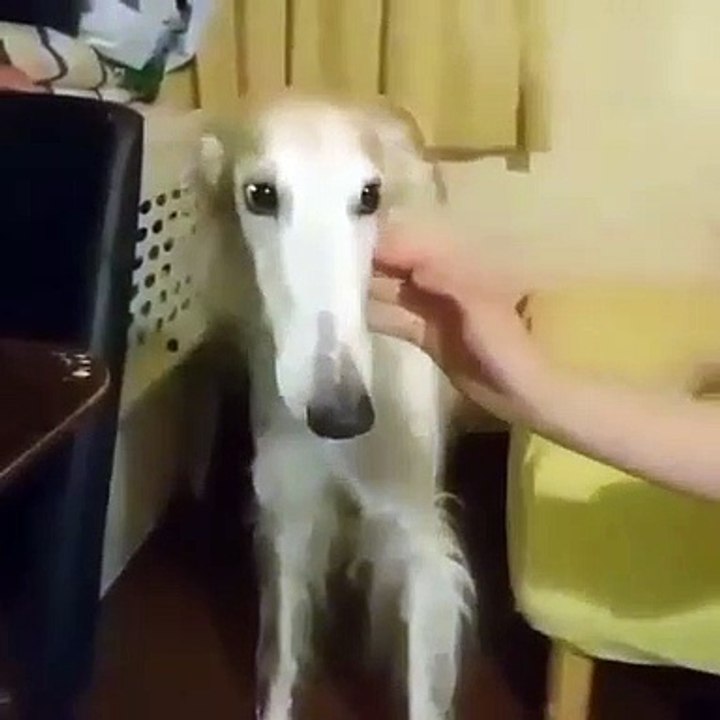 Cette chienne au long museau adore qu'on lui caresse les oreilles. Regardez sa réaction !