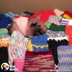 Ce cochon d'Inde a plus de 100 pull-overs ! Admirez !