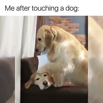 Regardez l'expression amusante de cette chienne quand elle touche son frère. Trop chou !