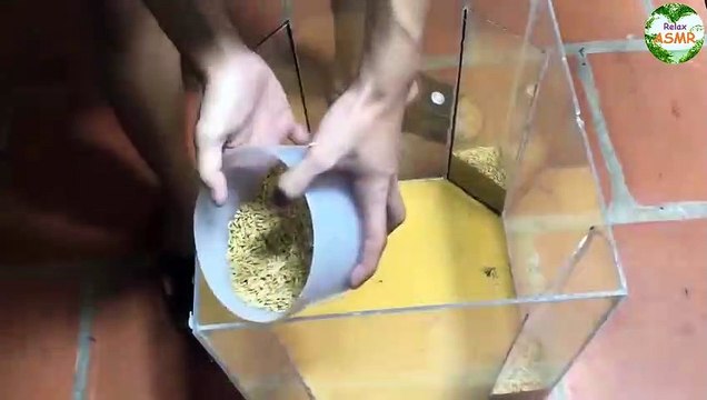 Glass Box Mouse Trap, Easy Mouse Rat 2019 Trap, Work Saving Mice
