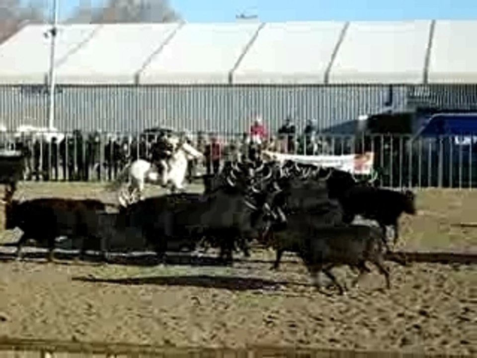 Tri de bétails salon cheval passion Avignon