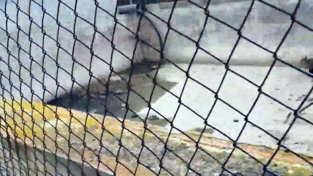 Il essaie de sauver des fennecs bloqués dans un chantier