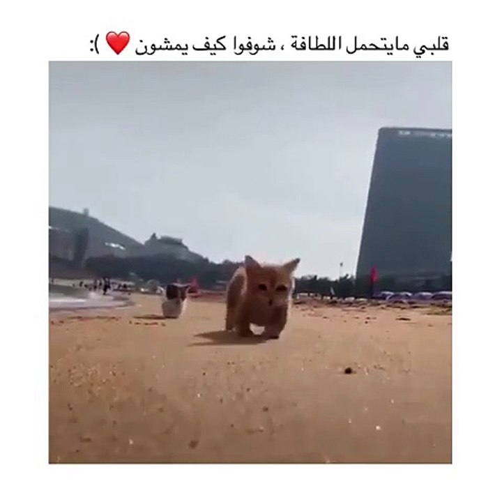 Cute cats