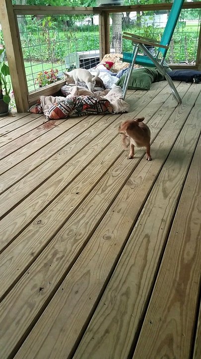 Puppy Plays Tag with Itself