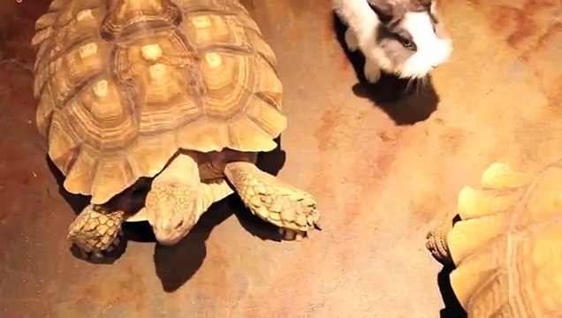 강진출장안마 -후불100%ョØ1ØE7362E3210｛카톡RQ43｝ 강진전지역출장안마 강진오피걸 강진출장마사지 강진안마 강진출장마사지 강진콜걸샵ュユョ