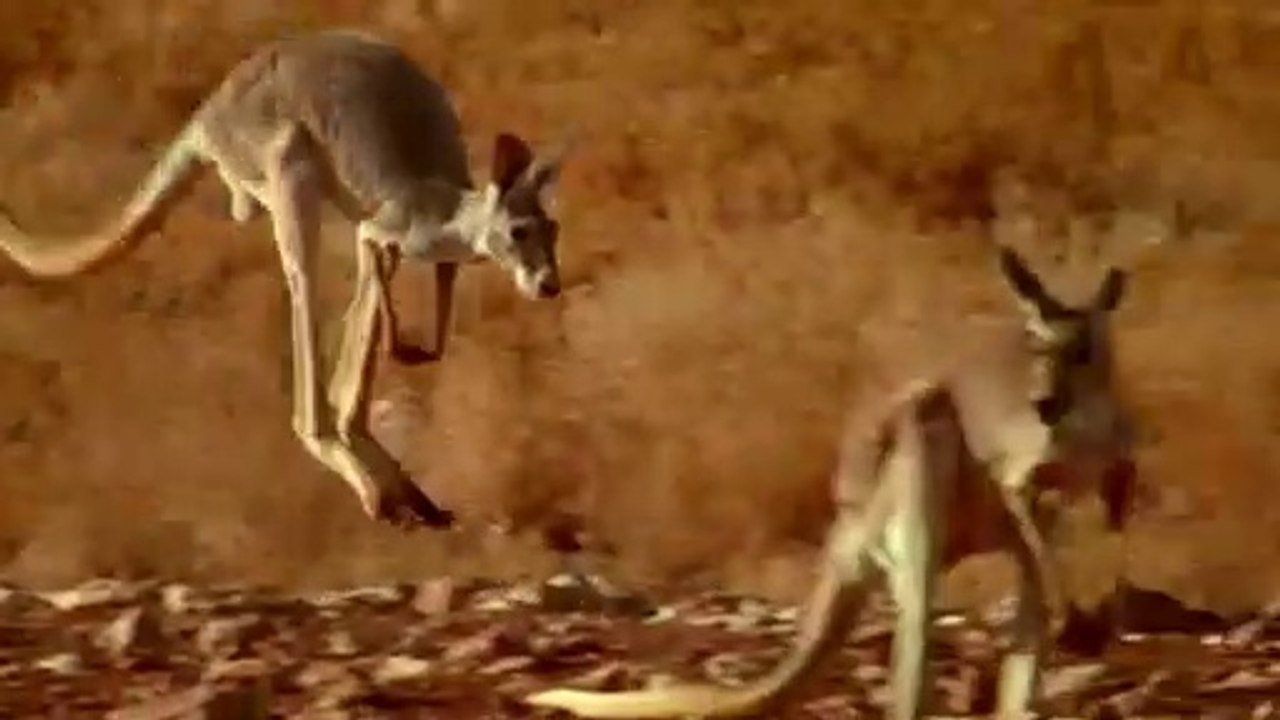 BBC Natures Microworlds (12of13) Australias Red Centre