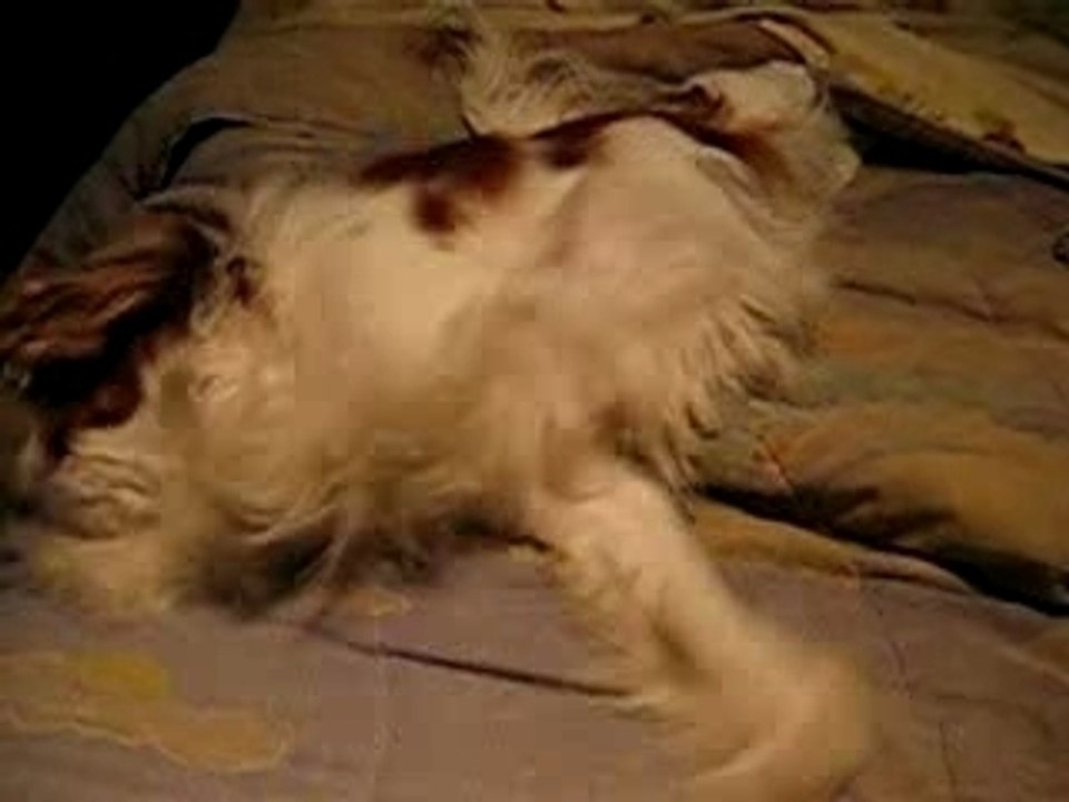 Chien