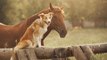 Estas amistades animales te robarán el corazón