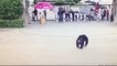Runaway chimpanzee tries to escape Chinese zoo